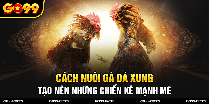 Cách nuôi gà đá xung tạo nên những chiến kê mạnh mẽ