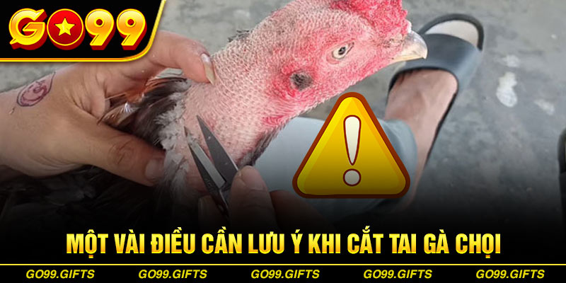 Một vài điều cần lưu ý khi cắt tai gà chọi