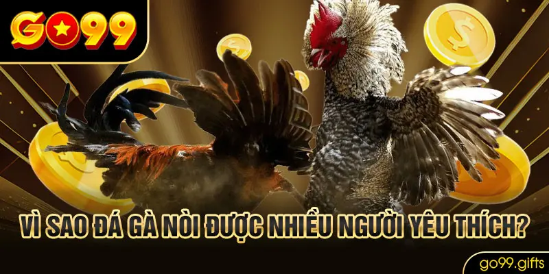 Vì sao đá gà nòi được nhiều người yêu thích?